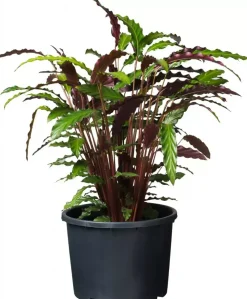 Nature Ritzi container 20l H26,5xØ35,0cm met afwateringsopeningen