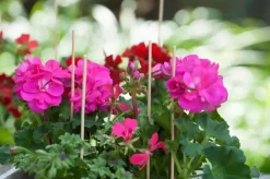 Nature Splitbamboe groen 50 cm d4-4.5mm 10 stuks