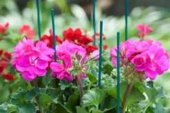Nature Splitbamboe groen 50 cm d4-4.5mm 10 stuks
