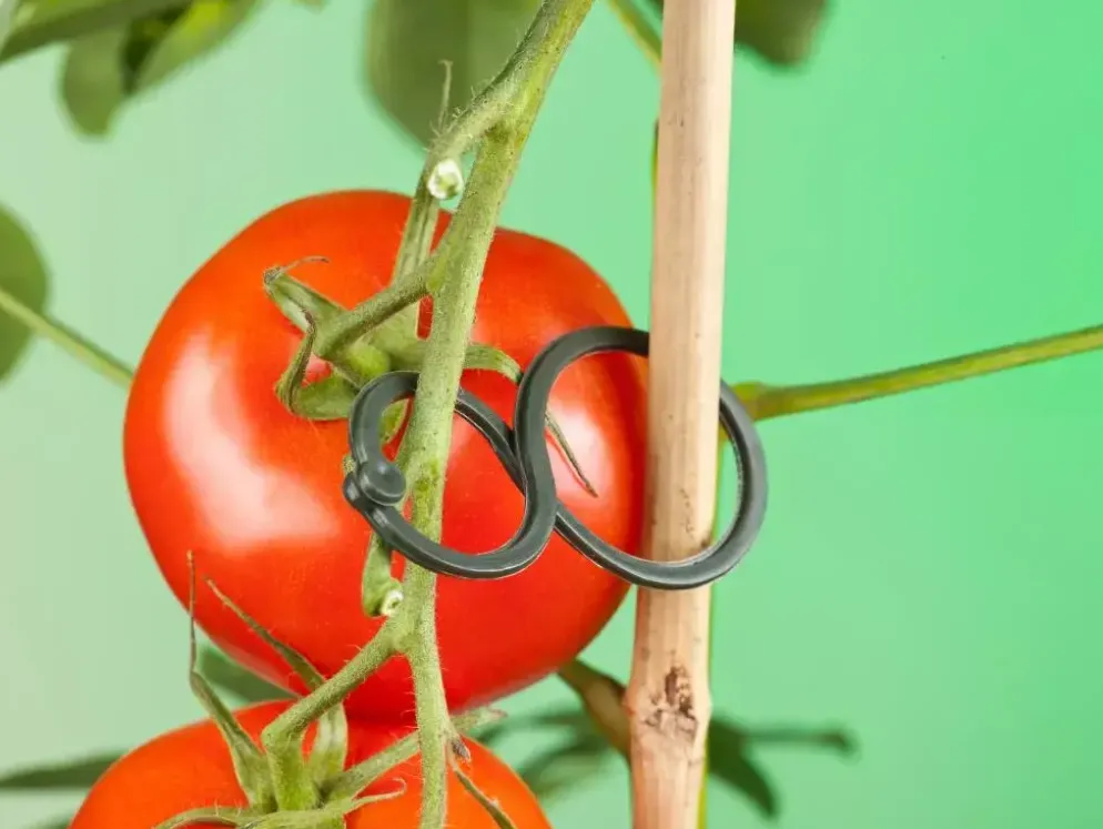 Nature Tomatenplantring d65mm