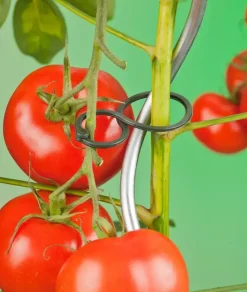 Nature Tomatenplantring d65mm