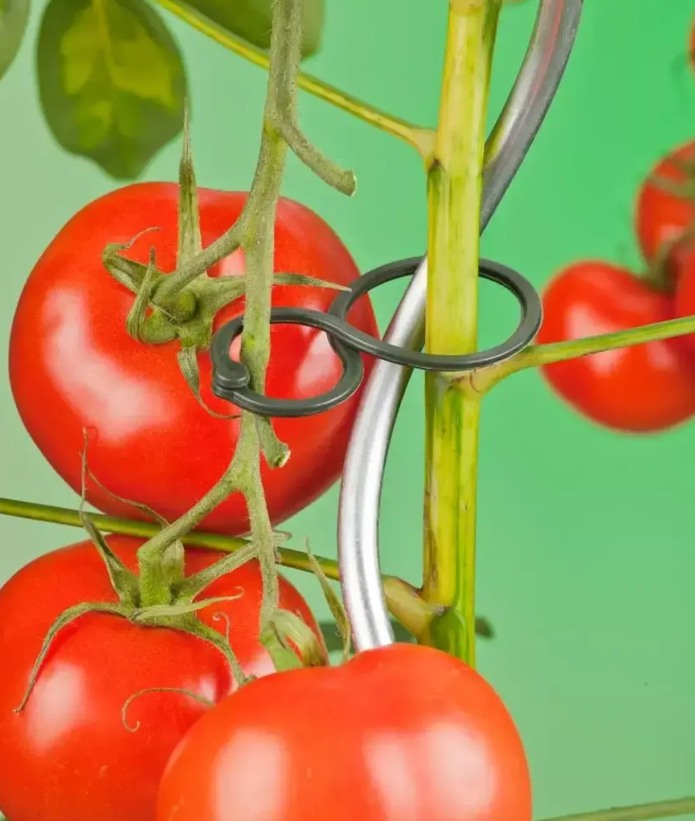 Nature Tomatenplantring d65mm
