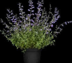 Nepeta faass. 'Walkers Low' (Kattekruid)