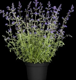 Nepeta faass. 'Walkers Low' (Kattekruid)