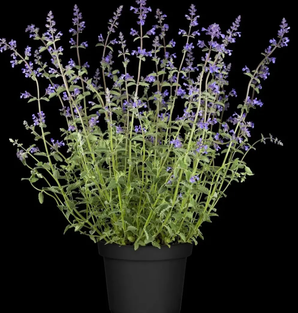 Nepeta faass. 'Walkers Low' (Kattekruid)