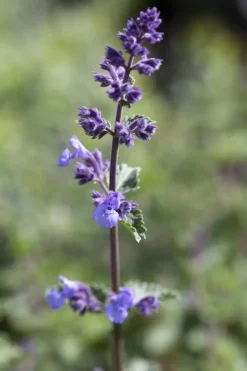 Nepeta faass. 'Walkers Low' (Kattekruid)