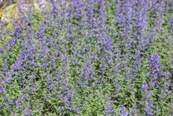 Nepeta faass. 'Walkers Low' (Kattekruid)