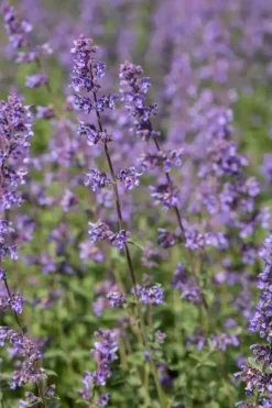 Nepeta faass. 'Walkers Low' (Kattekruid)