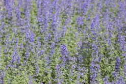 Nepeta faass. 'Walkers Low' (Kattekruid)