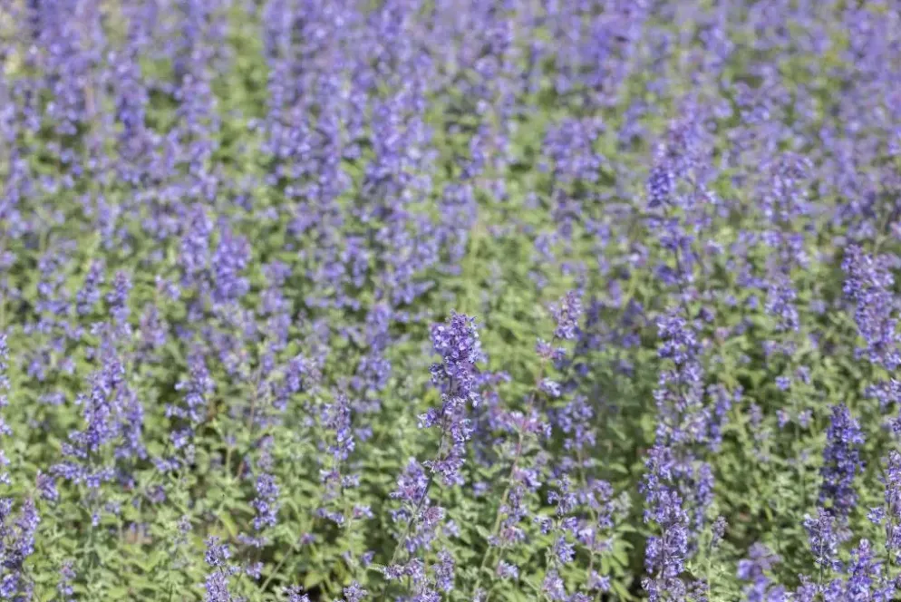 Nepeta faass. 'Walkers Low' (Kattekruid)