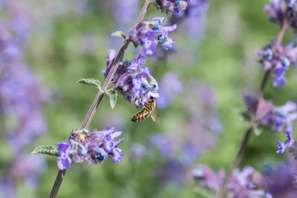Nepeta faass. 'Walkers Low' (Kattekruid)