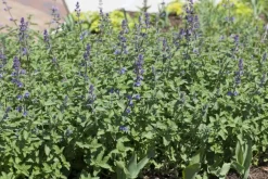 Nepeta faass. 'Walkers Low' (Kattekruid)