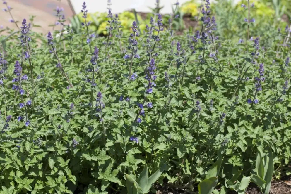 Nepeta faass. 'Walkers Low' (Kattekruid)