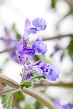 Nepeta faass. 'Walkers Low' (Kattekruid)