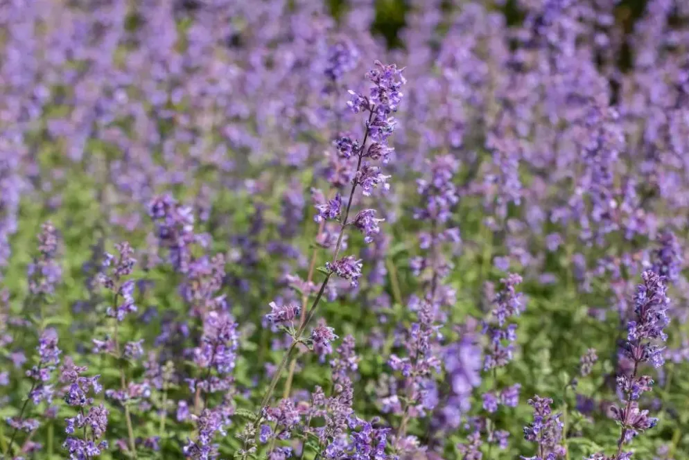 Nepeta faass. 'Walkers Low' (Kattekruid)