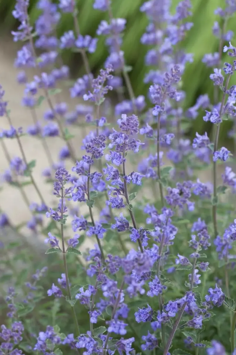 Nepeta (Kattekruid)