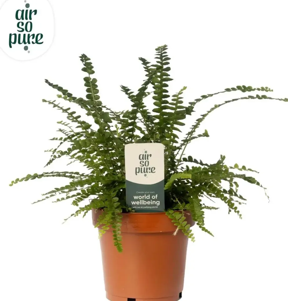 Nephrolepis cordifolia 'Duffi' (Krulvaren) 35cm