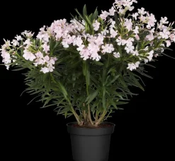 Nerium oleander (Oleander)