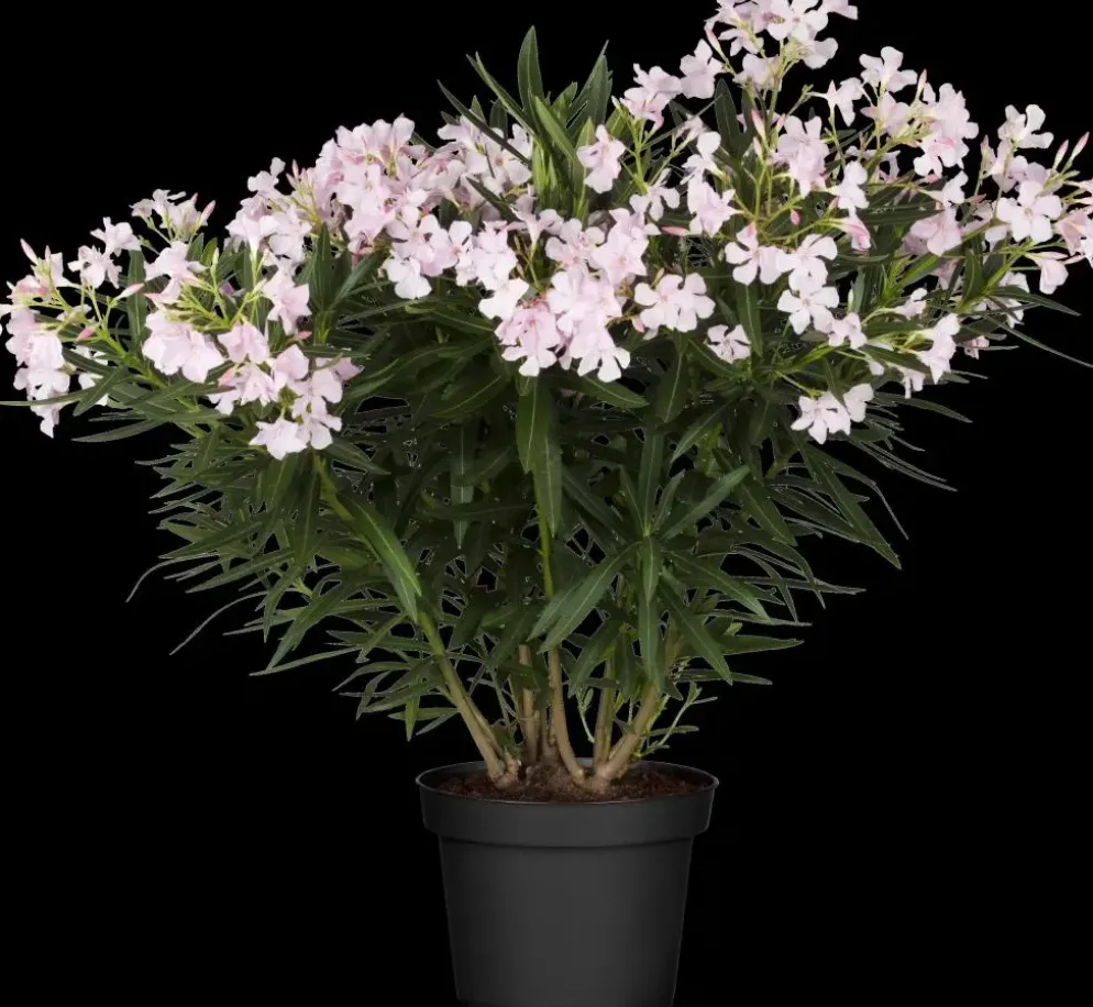 Nerium oleander (Oleander)