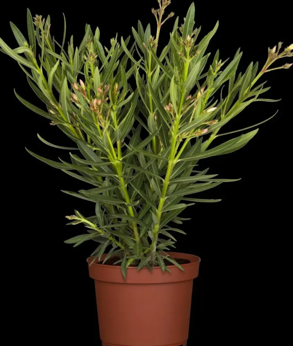 Nerium oleander (Oleander)