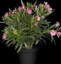 Nerium oleander (Oleander)