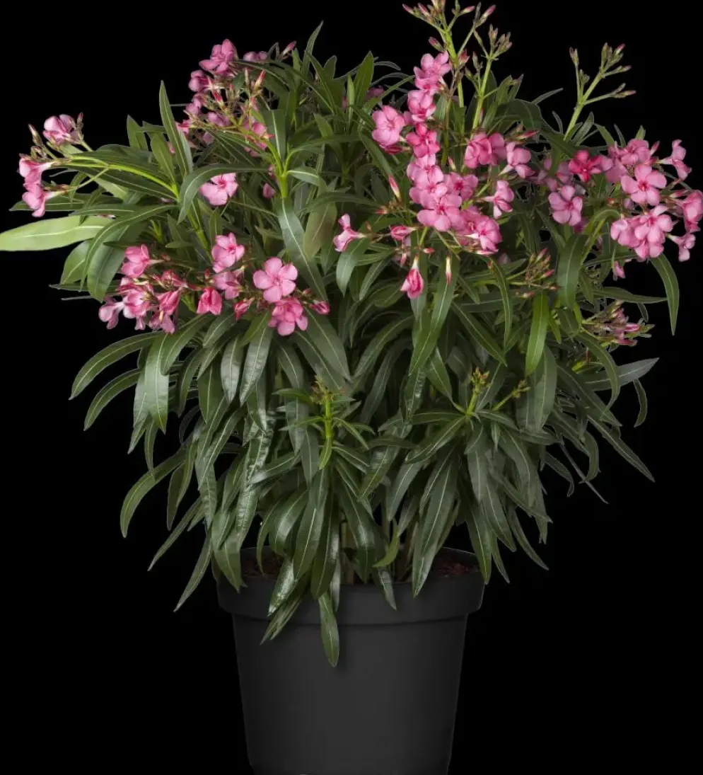 Nerium oleander (Oleander)