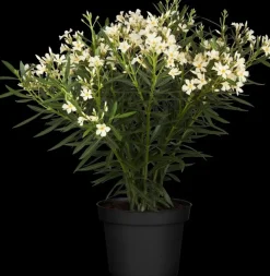 Nerium oleander (Oleander)