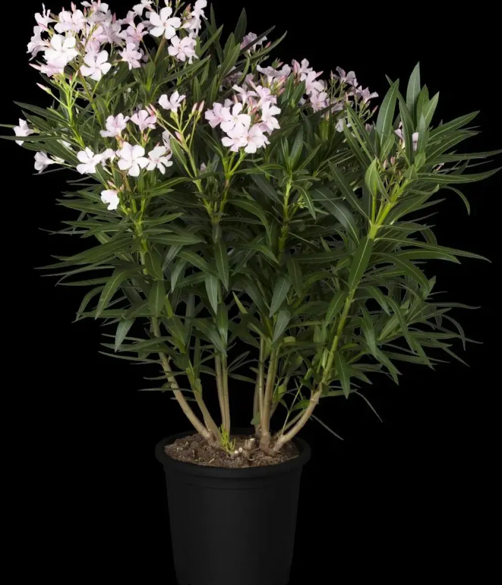Nerium oleander (Oleander)