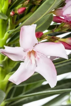 Nerium oleander (Oleander)