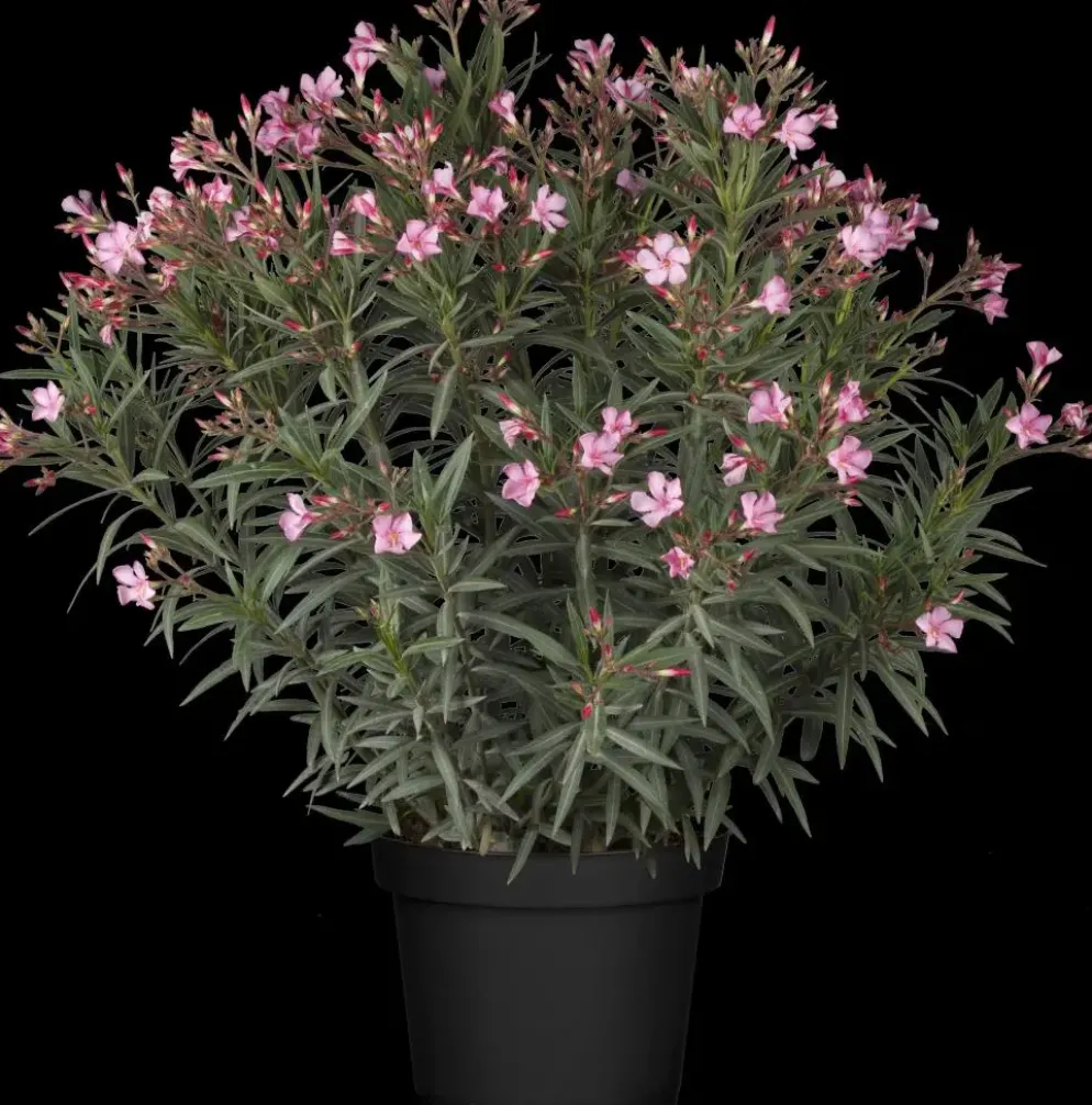 Nerium oleander (Oleander)