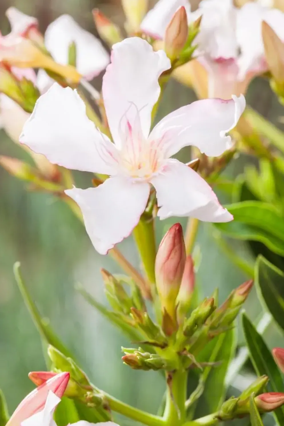 Nerium oleander (Oleander)