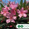 Nerium oleander (Oleander)