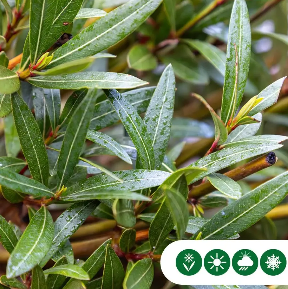 Nerium oleander (Oleander)
