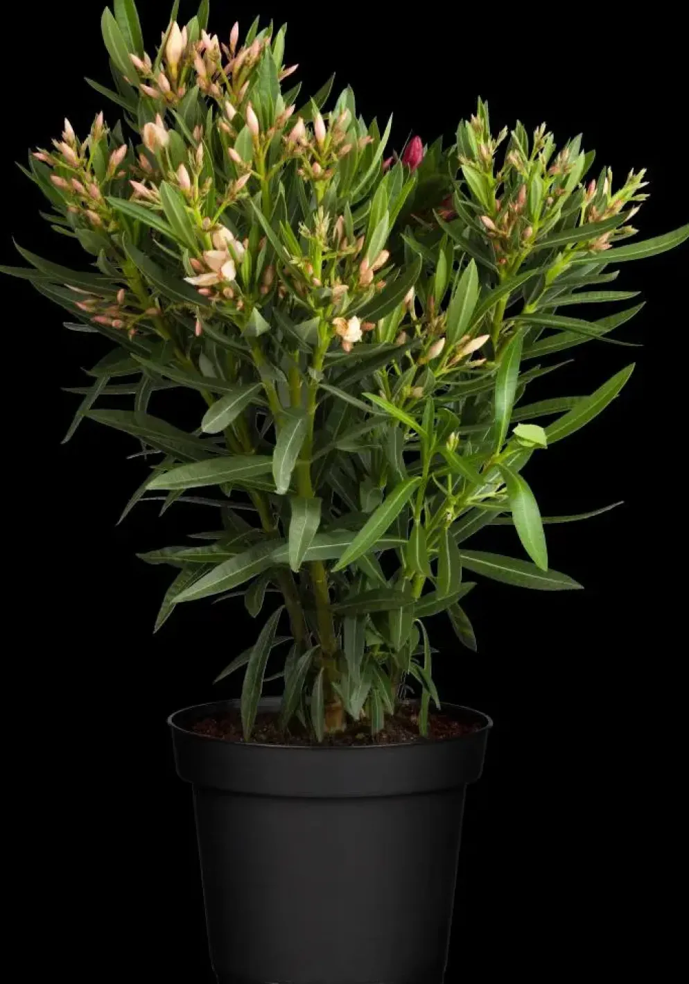 Nerium oleander (Oleander)