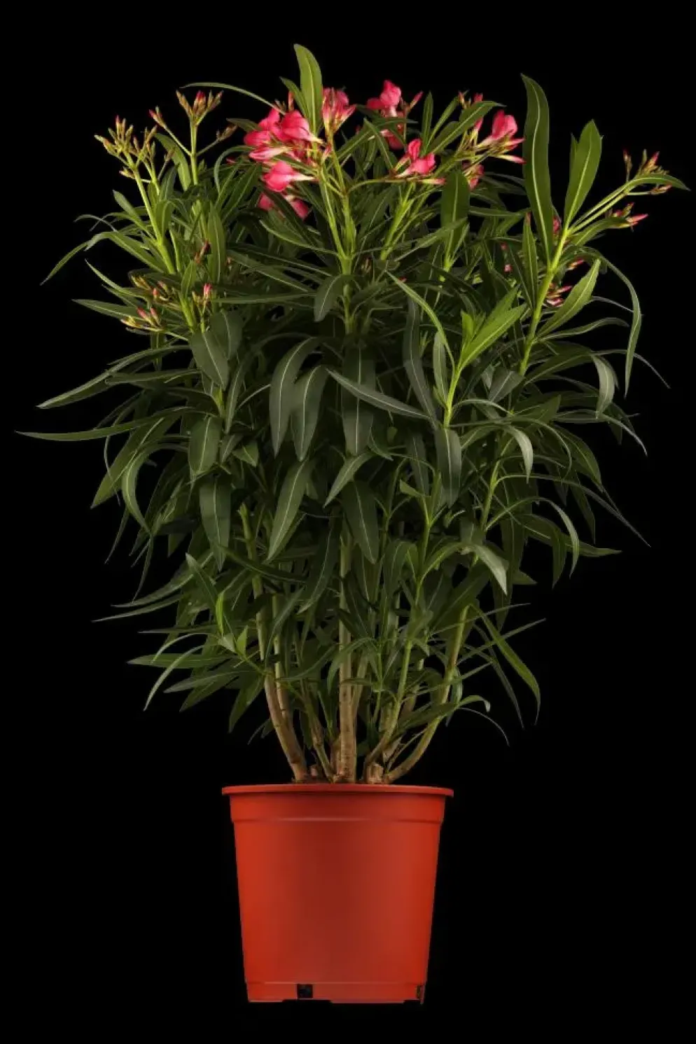 Nerium oleander (Oleander)
