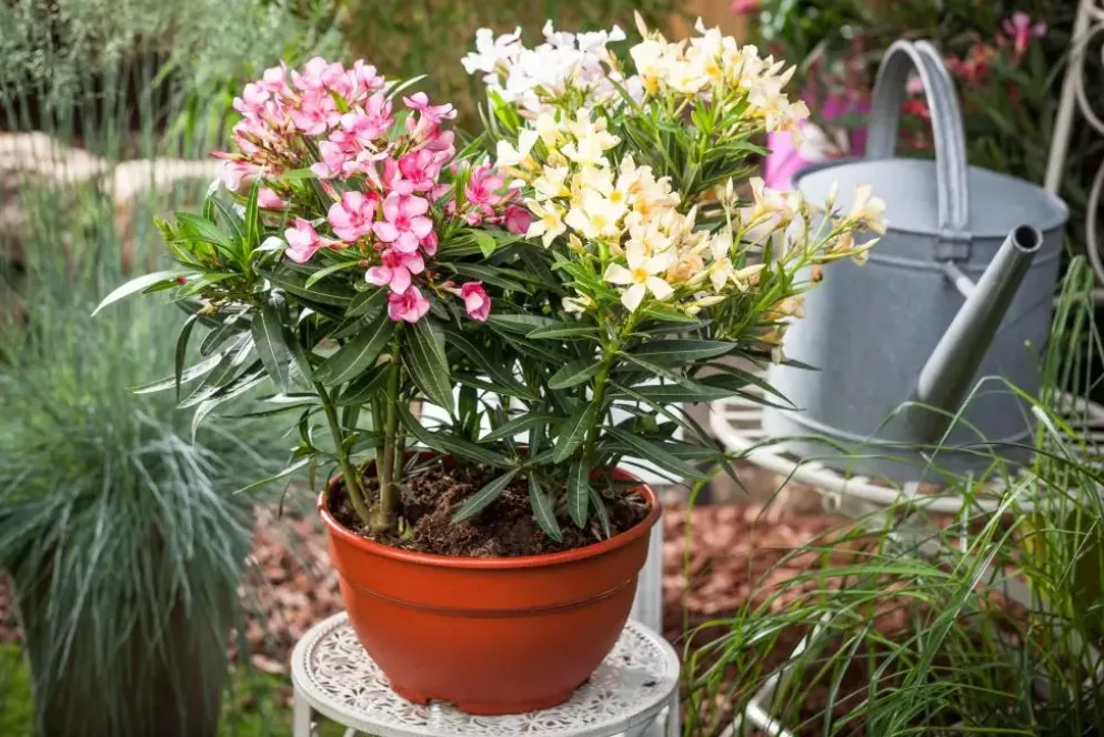 Nerium oleander (Oleander)