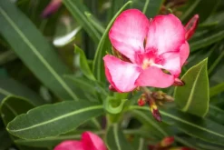 Nerium oleander (Oleander)
