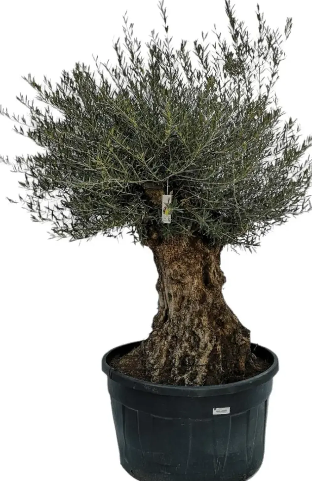 Olea europaea Bonsai (Olijf)