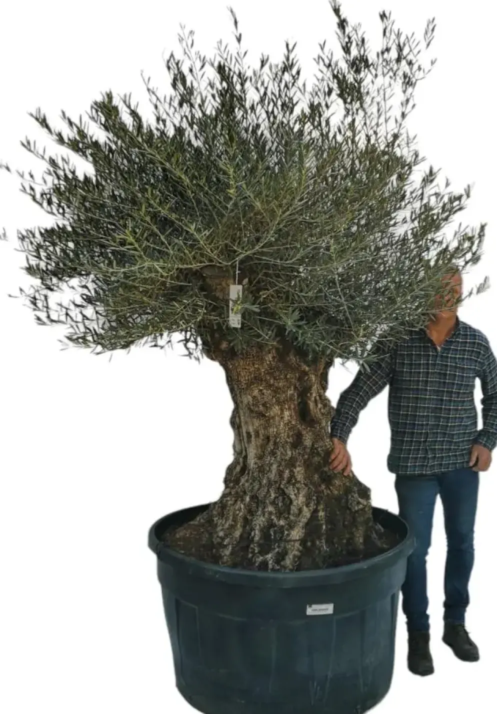 Olea europaea Bonsai (Olijf)