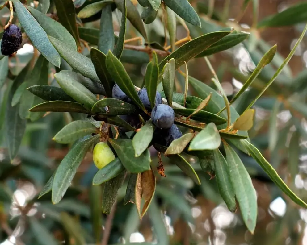 Olea europaea Bonsai (Olijf)