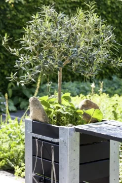 Olea europaea Bonsai (Olijf)