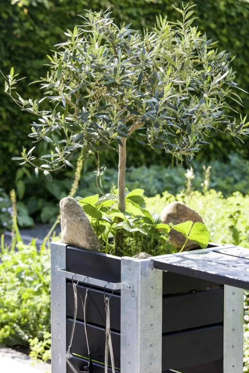 Olea europaea Bonsai (Olijf)
