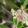 Olea Europaea Cordoba