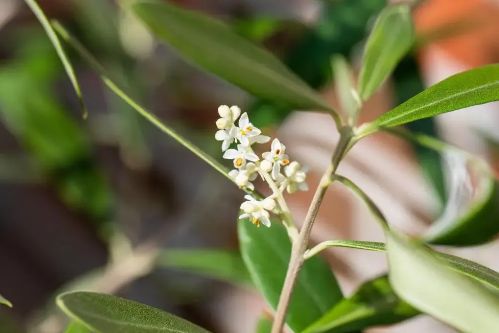 Olea Europaea Cordoba