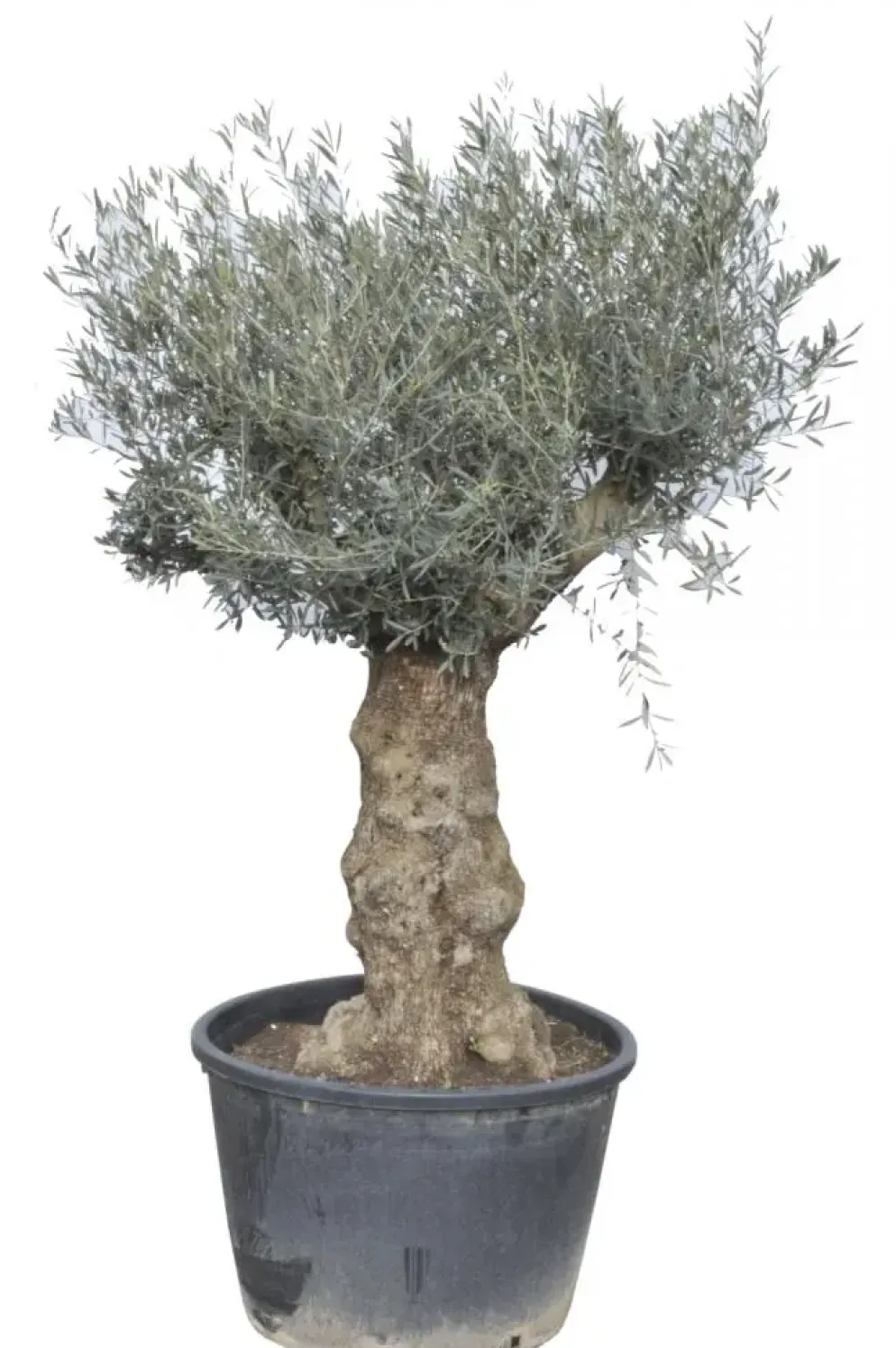 Olea Europaea Cordoba