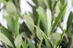 Olea Europaea Cordoba