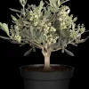 Olea Europaea oldskin p45 h240cm