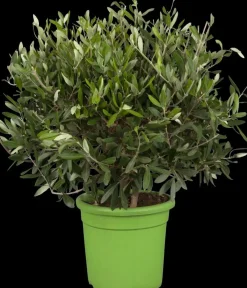 Olea Europaea oldskin p45 h240cm