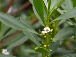 Olea Europaea oldskin p45 h240cm