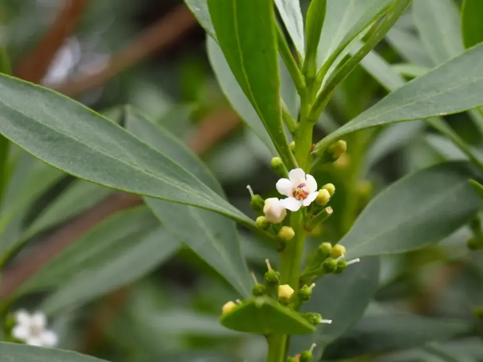 Olea Europaea oldskin p45 h240cm